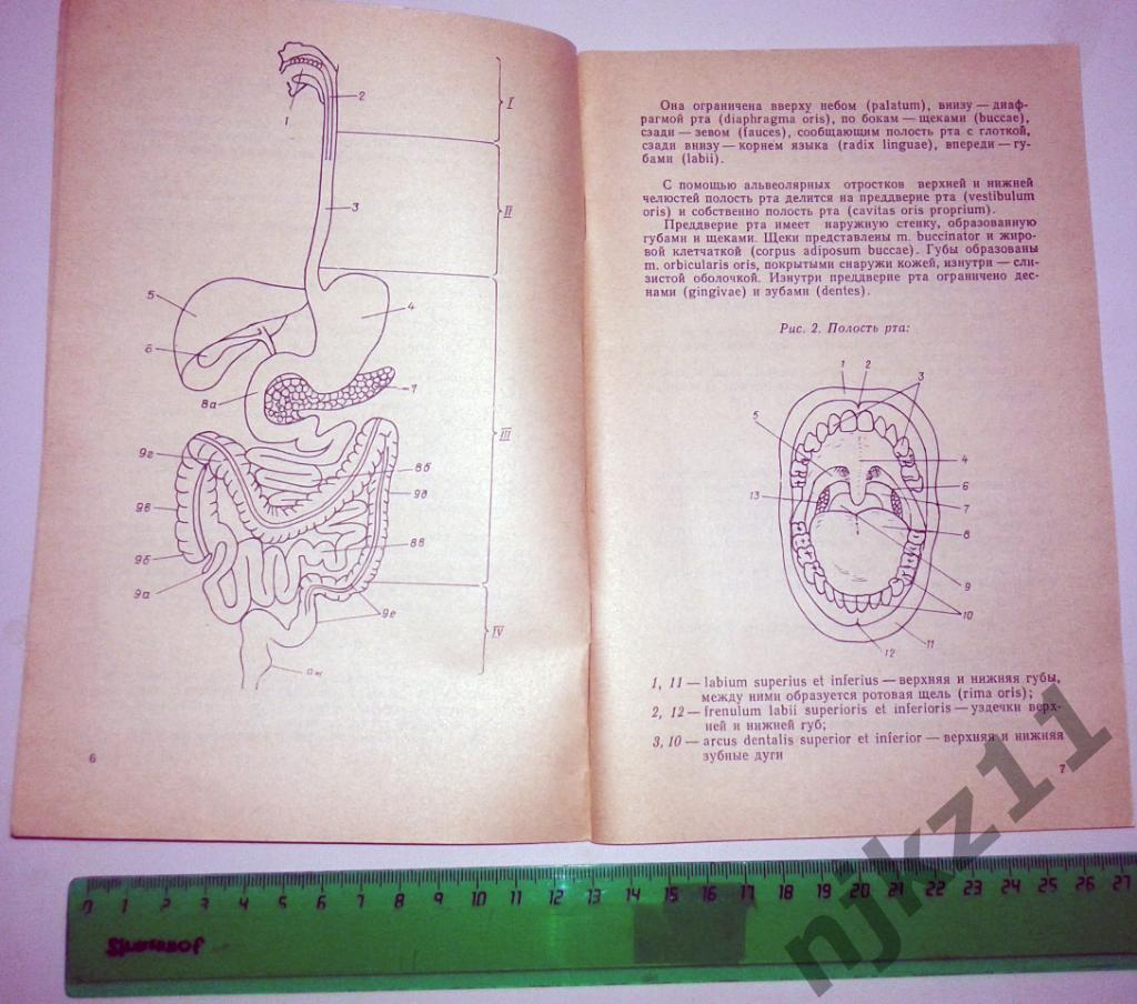 Н.В. Крылова Спанхнология (анатомия в схемах и рисунках) 1992 3