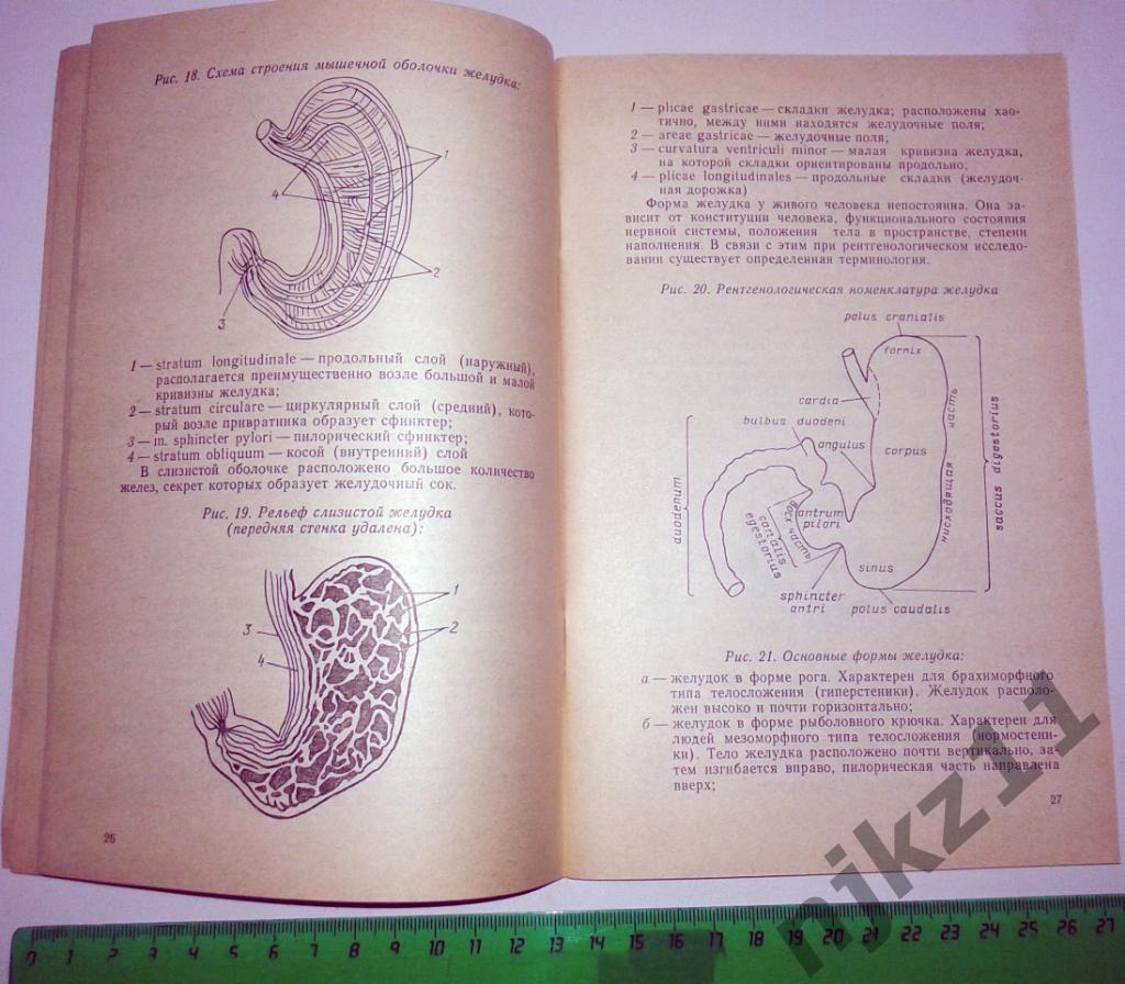 Н.В. Крылова Спанхнология (анатомия в схемах и рисунках) 1992 4