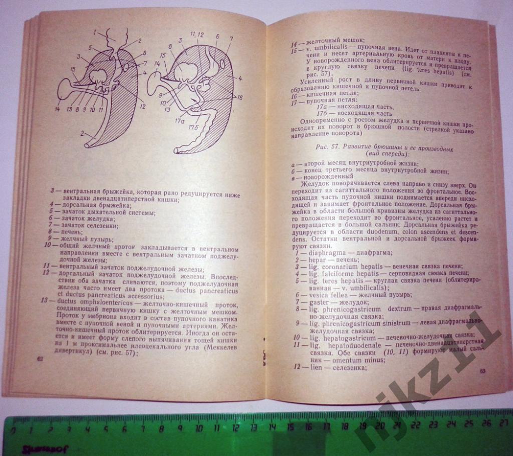 Н.В. Крылова Спанхнология (анатомия в схемах и рисунках) 1992 5