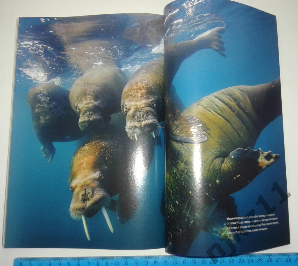 Журнал National Geographic сентябрь 2014г Майя, Земля Франца Иосифа, Нерон 5