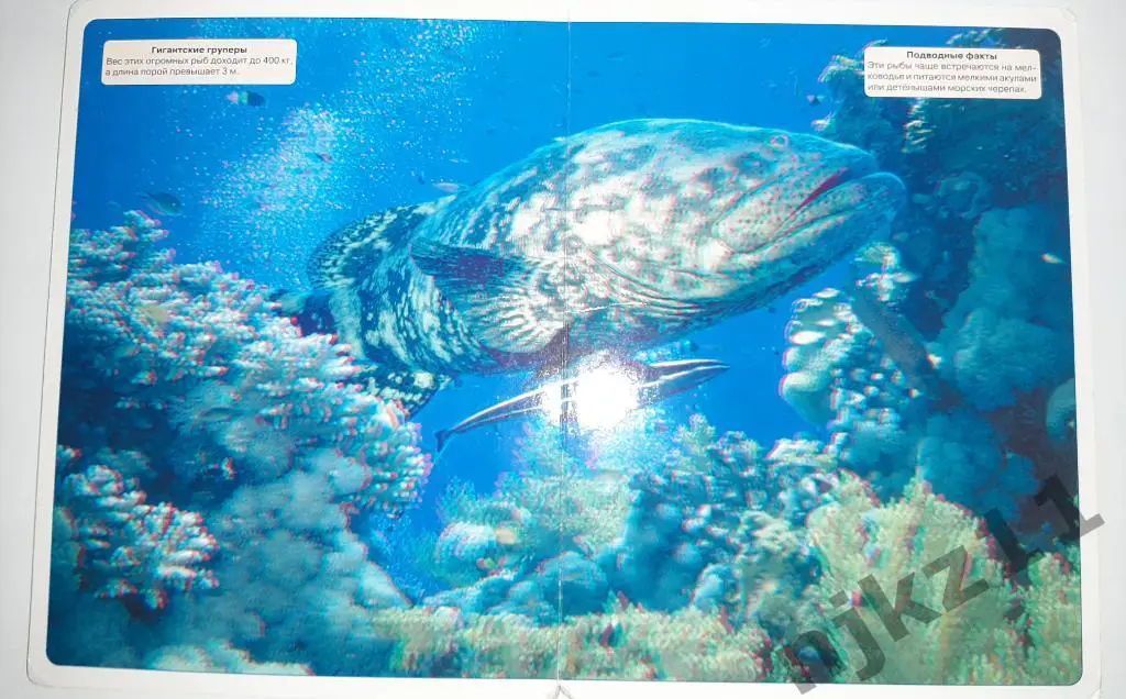 Волшебные очки. Подводный мир. Картинки для просмотра с 3d очками 4