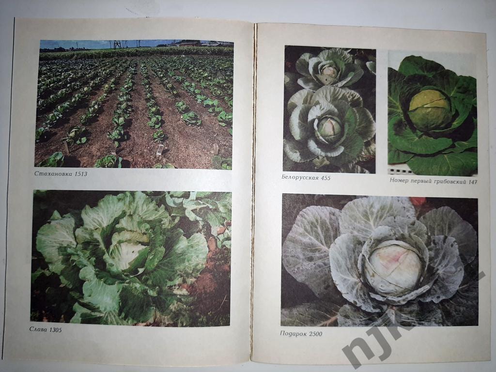 Сорта и гибриды овощных и цветочных культур селекции ВНИИССОК 3
