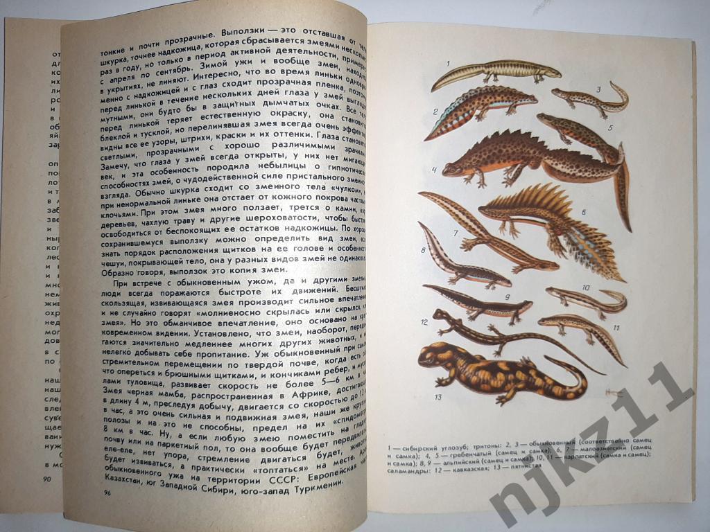Сосновский, И.П. Амфибии и рептилии леса 3