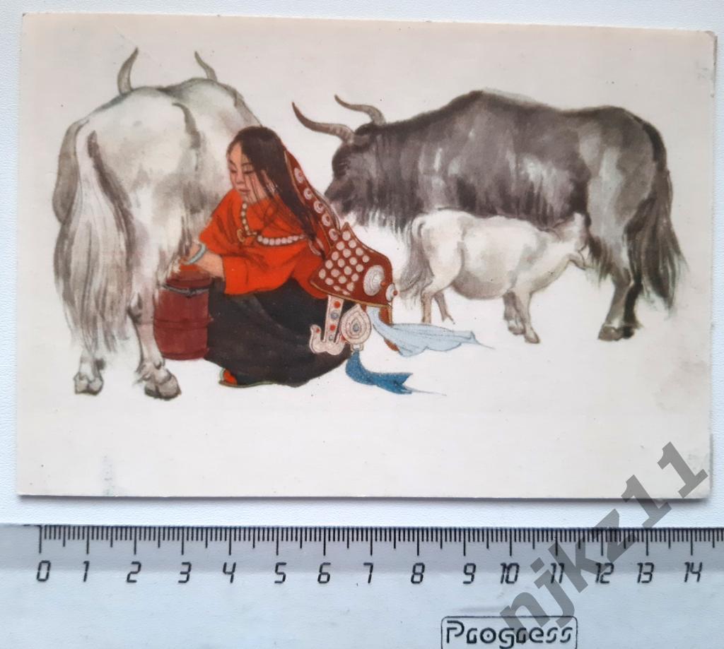Тибетская девушка доит коров РЕДКАЯ!!!