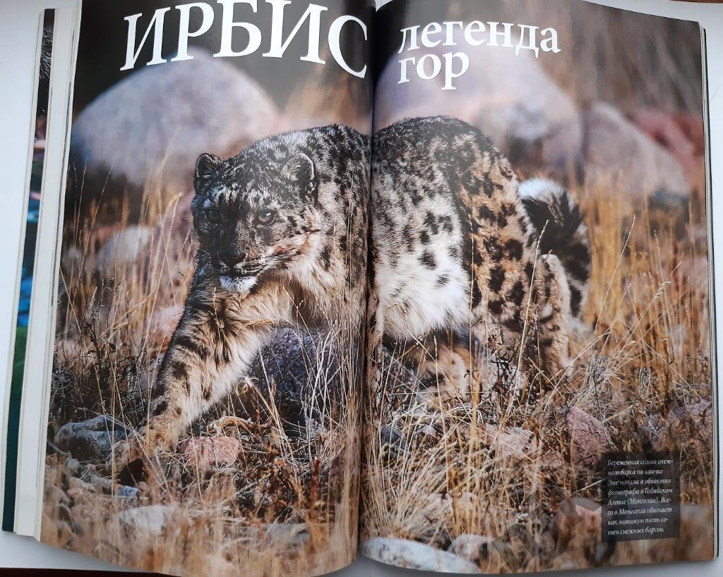 Журнал National Geographic октябрь 2014г СНЕЖНЫЙ БАРС, ДИНОЗАВРЫ 6