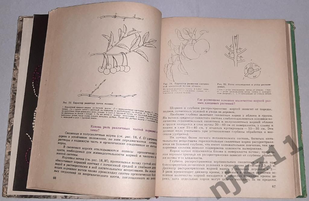 Сергеев, В.И. Азбука садовода в вопросах и ответах 1966г есть цветные картинки! 3