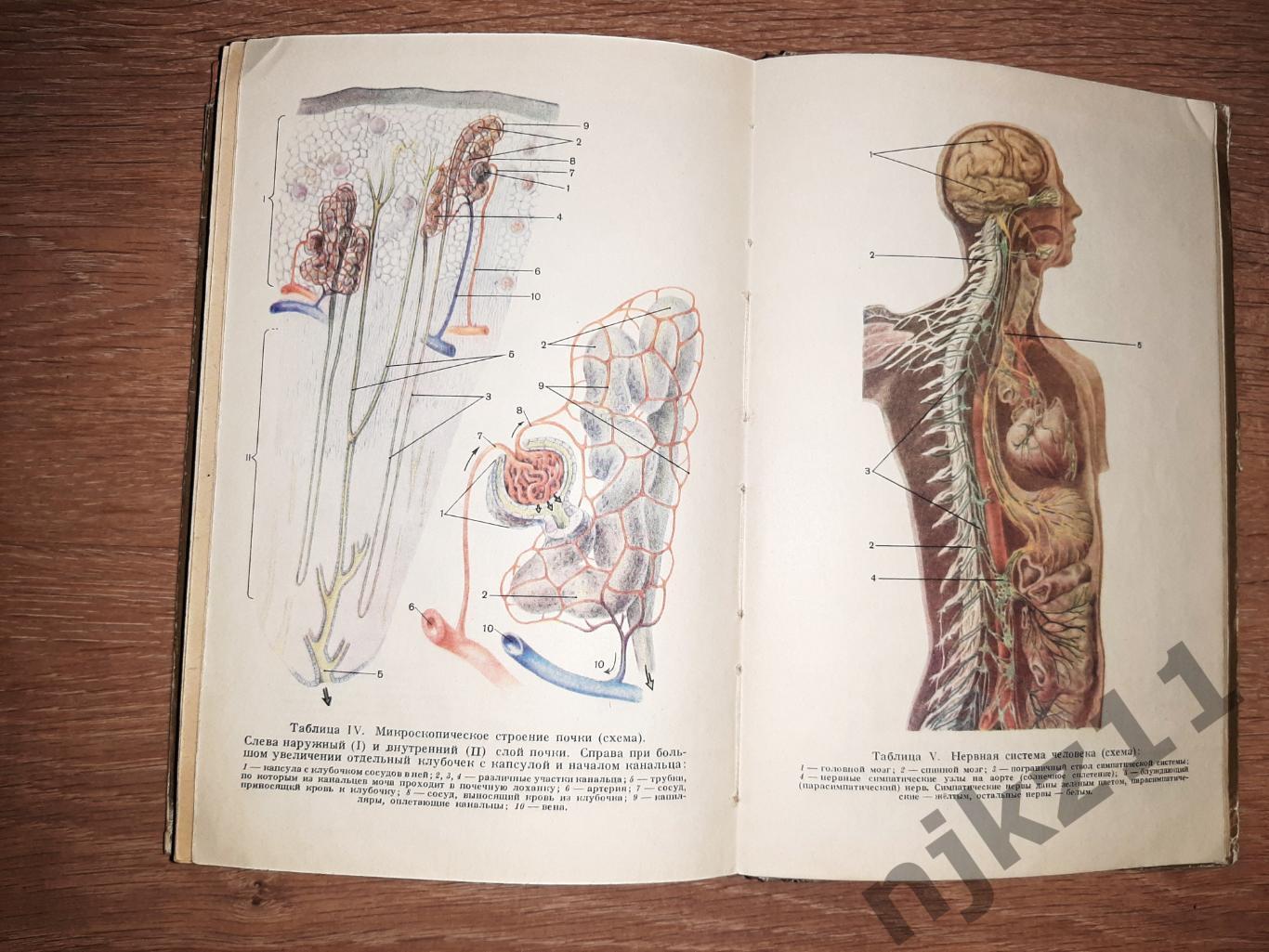 Кабанов, А.Н. Учебник анатомии и физиологии человека для 8 класса 1950г РЕДКОСТЬ 7