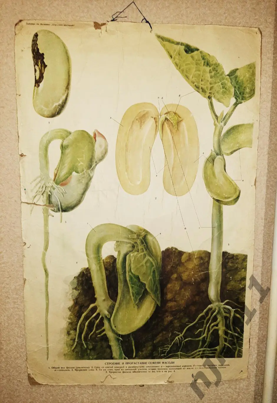 Учебный плакат СССР Строение и прорастание семени фасоли