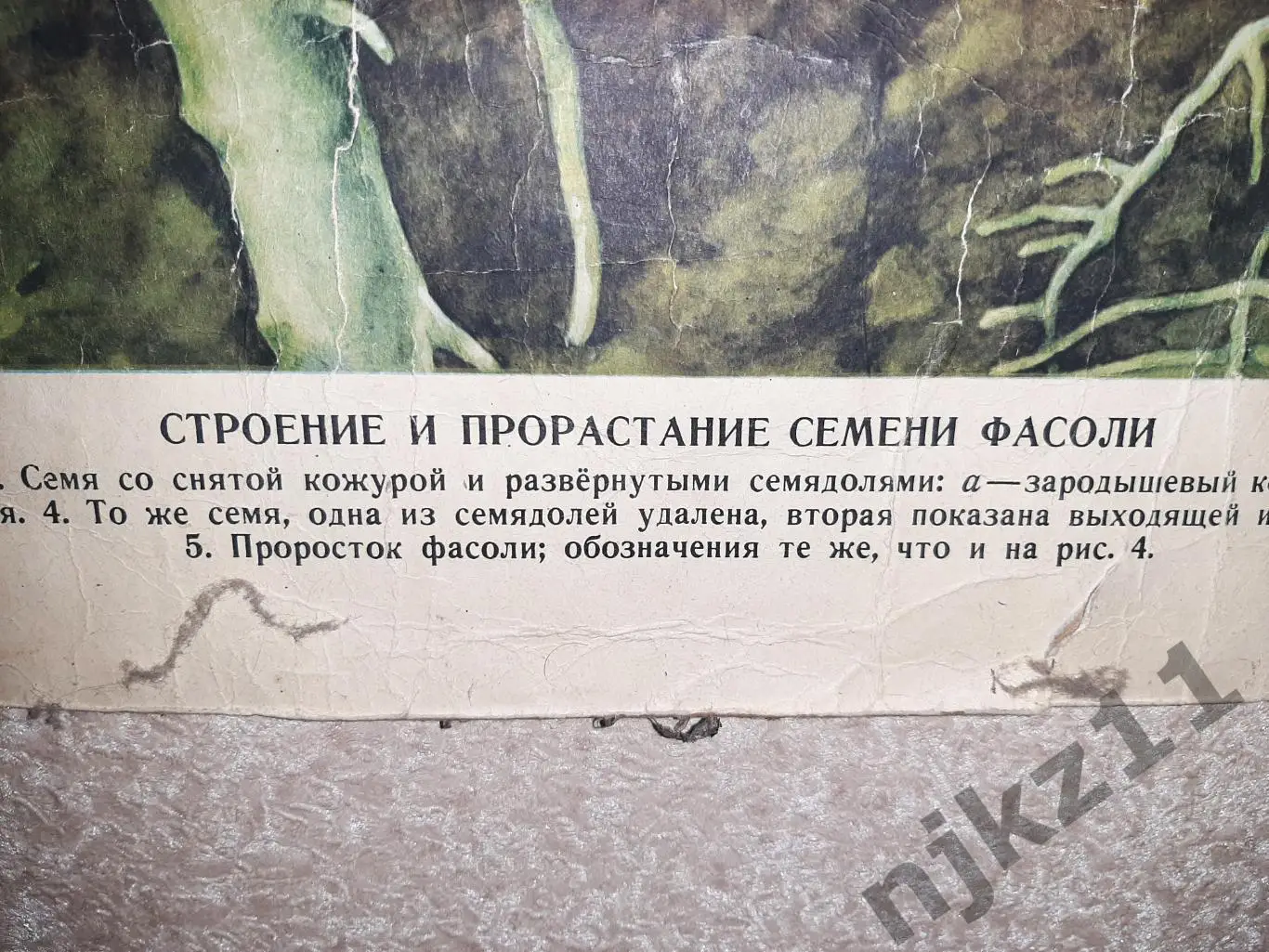 Учебный плакат СССР Строение и прорастание семени фасоли 1