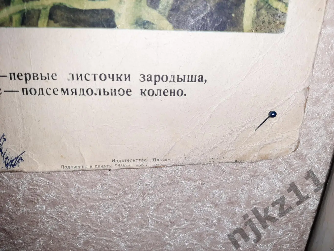 Учебный плакат СССР Строение и прорастание семени фасоли 2