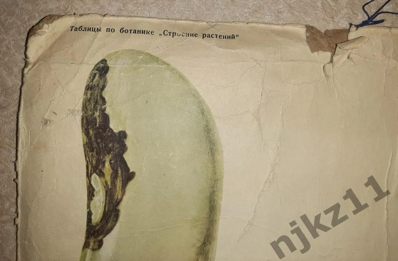 Учебный плакат СССР Строение и прорастание семени фасоли 3