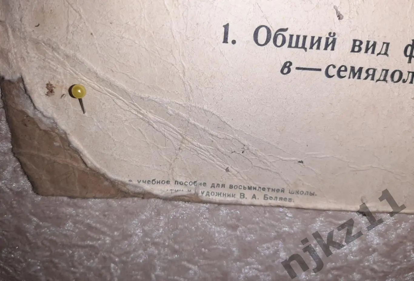 Учебный плакат СССР Строение и прорастание семени фасоли 4