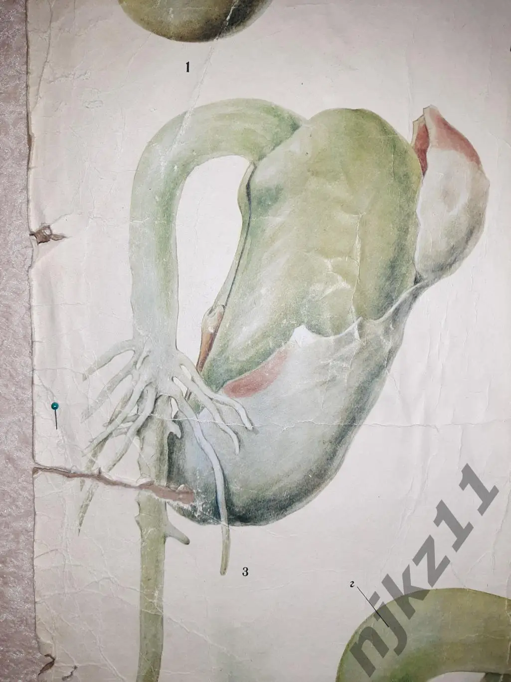 Учебный плакат СССР Строение и прорастание семени фасоли 5