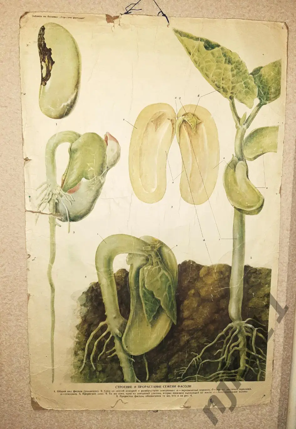 Учебный плакат СССР Строение и прорастание семени фасоли 6