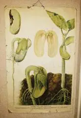 Учебный плакат СССР Строение и прорастание семени фасоли