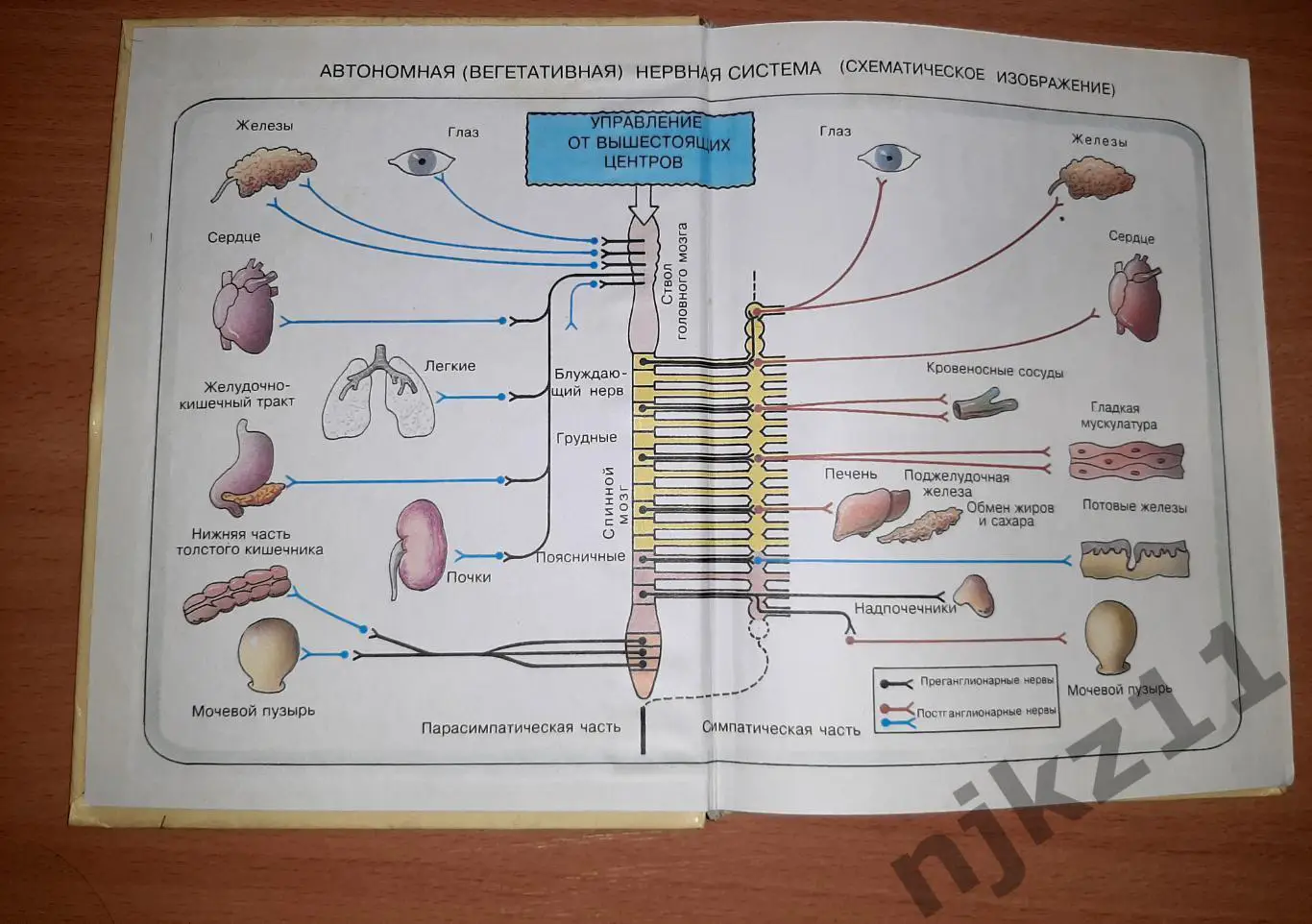 Биология. Человек. 9 класс 1