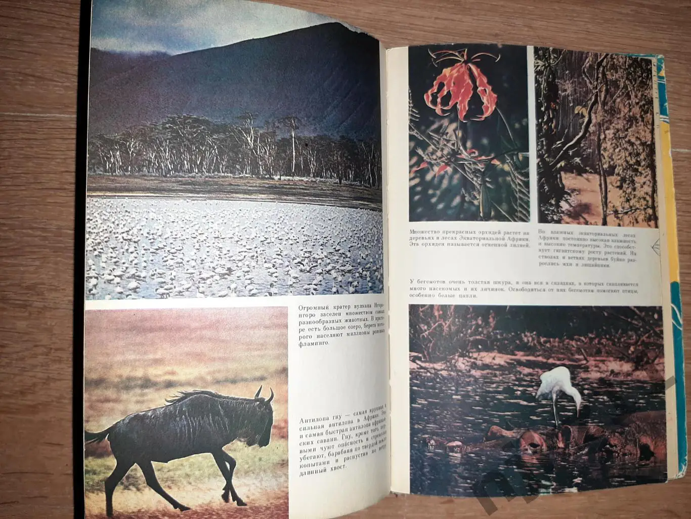 По материкам и странам (Африка, Австралия и Океания, Антарктида). 5