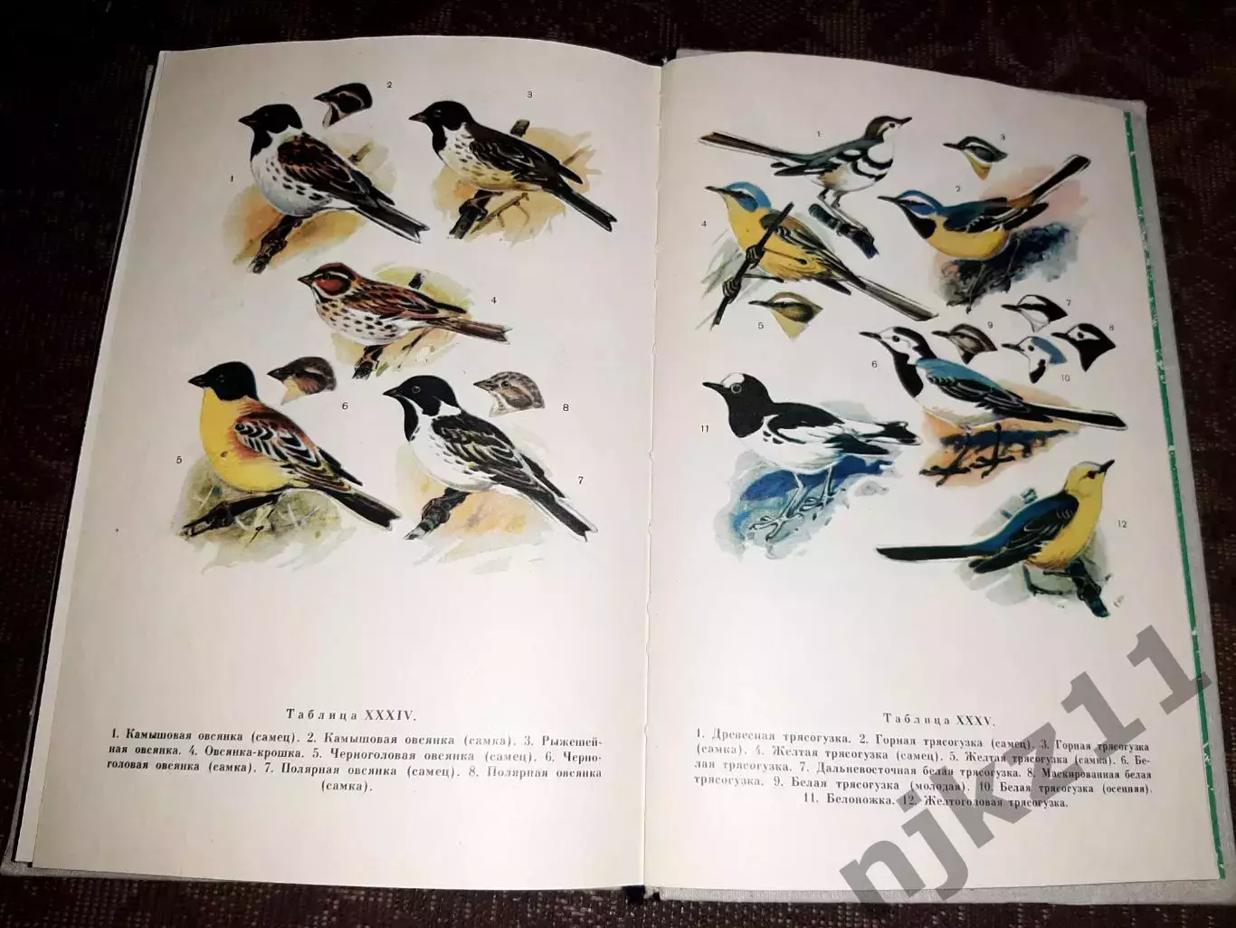 Беме Р.Л., Кузнецов А.А. Птицы лесов и гор СССР. Полевой определитель. 1981 5
