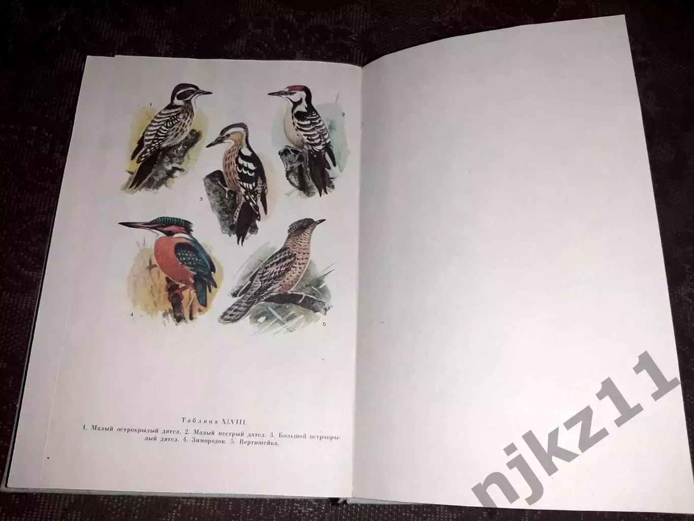 Беме Р.Л., Кузнецов А.А. Птицы лесов и гор СССР. Полевой определитель. 1981 6