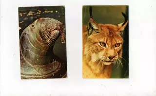 1969 г. Фото Н. Немнонова. Московский зоопарк 2 открытки. Морж и Рысь. Чистые