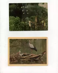 Аисты на двух открытках 1963г и 1964г Чистые