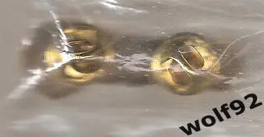 Знак Спартак Москва / Спартак/Гладиатор / 2001-02 1