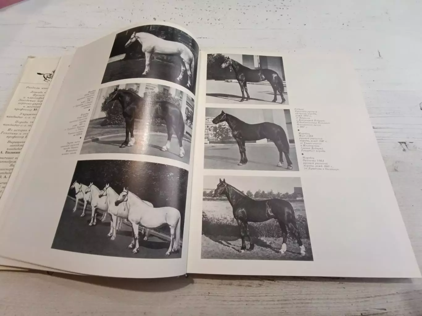 Коннозаводство и конный спорт Под ред Барминцева 5