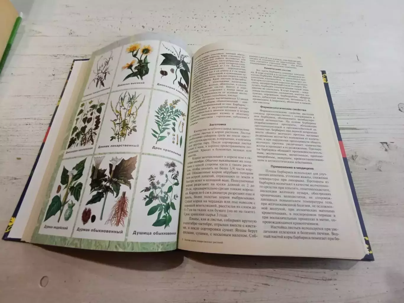 Мазнев Золотая книга лекарственных растений 3