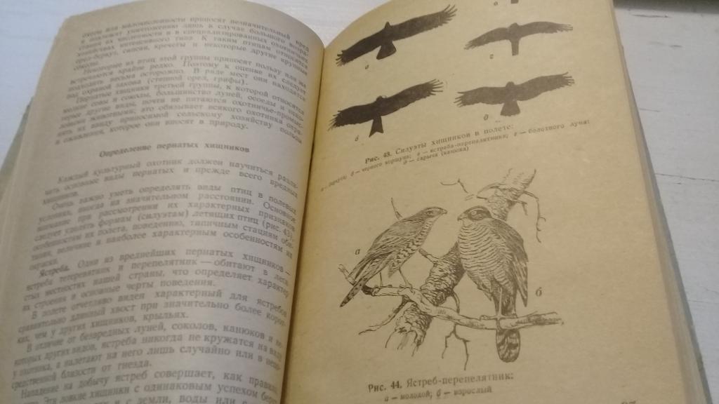 Основы спортивной охоты 1957 г. 2