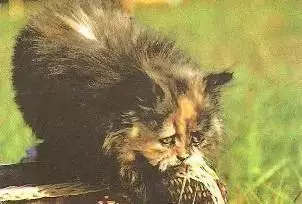 Календарик 1989 г. Кошки (9)