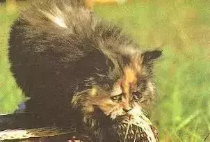 Календарик 1989 г. Кошки (9)