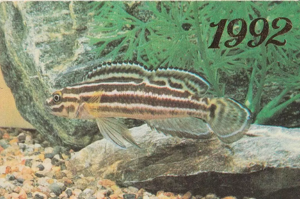 Рыбка Юлидохром Регана. 1992 г.