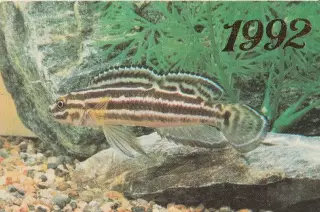 Рыбка Юлидохром Регана. 1992 г.