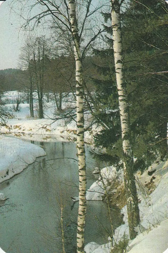 Природа. Березки. 1989 г.