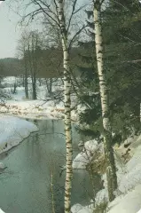 Природа. Березки. 1989 г.