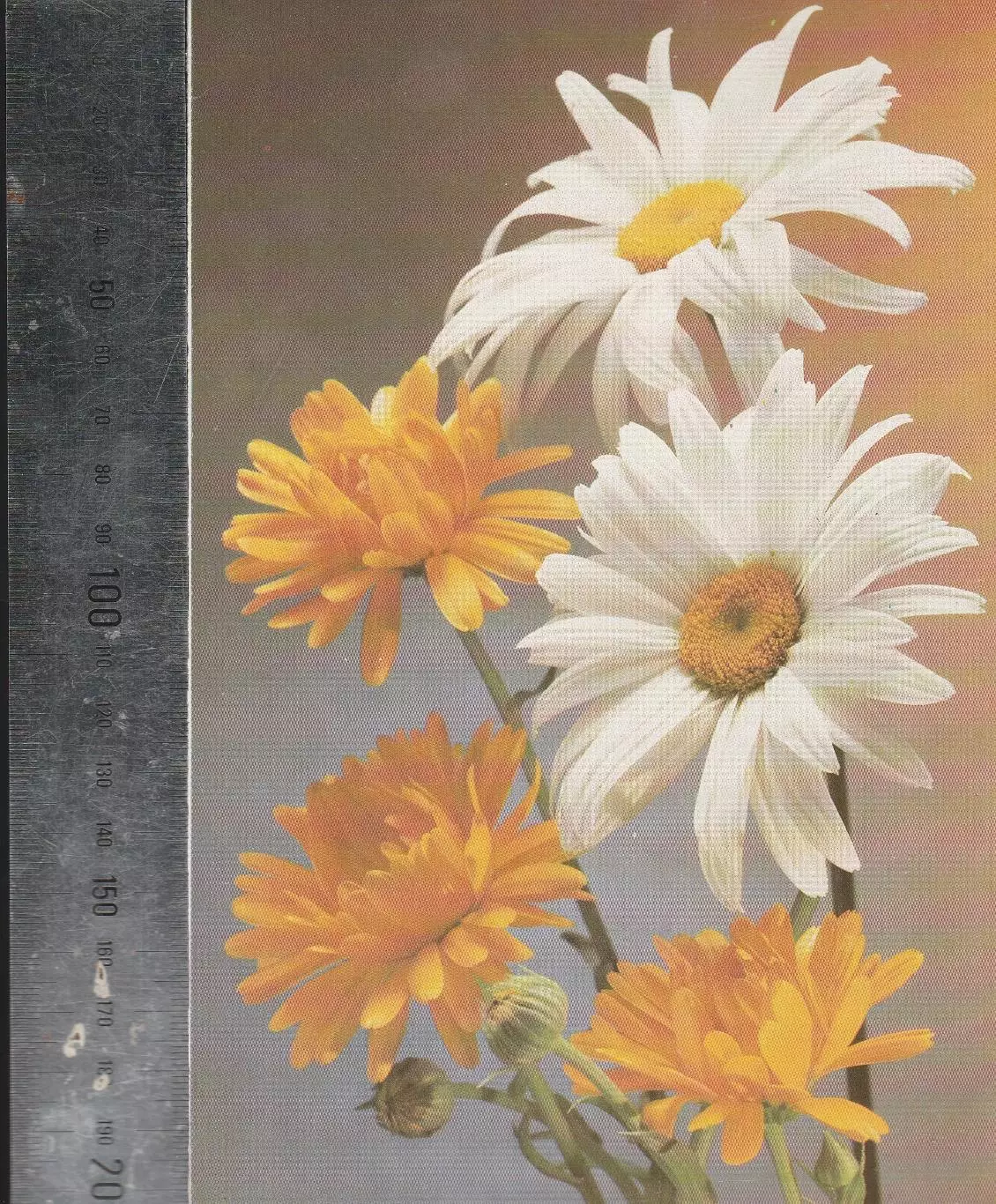 Цветы. Ромашки.