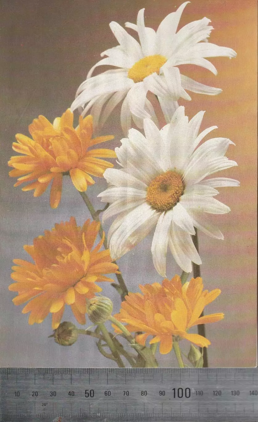 Цветы. Ромашки. 1