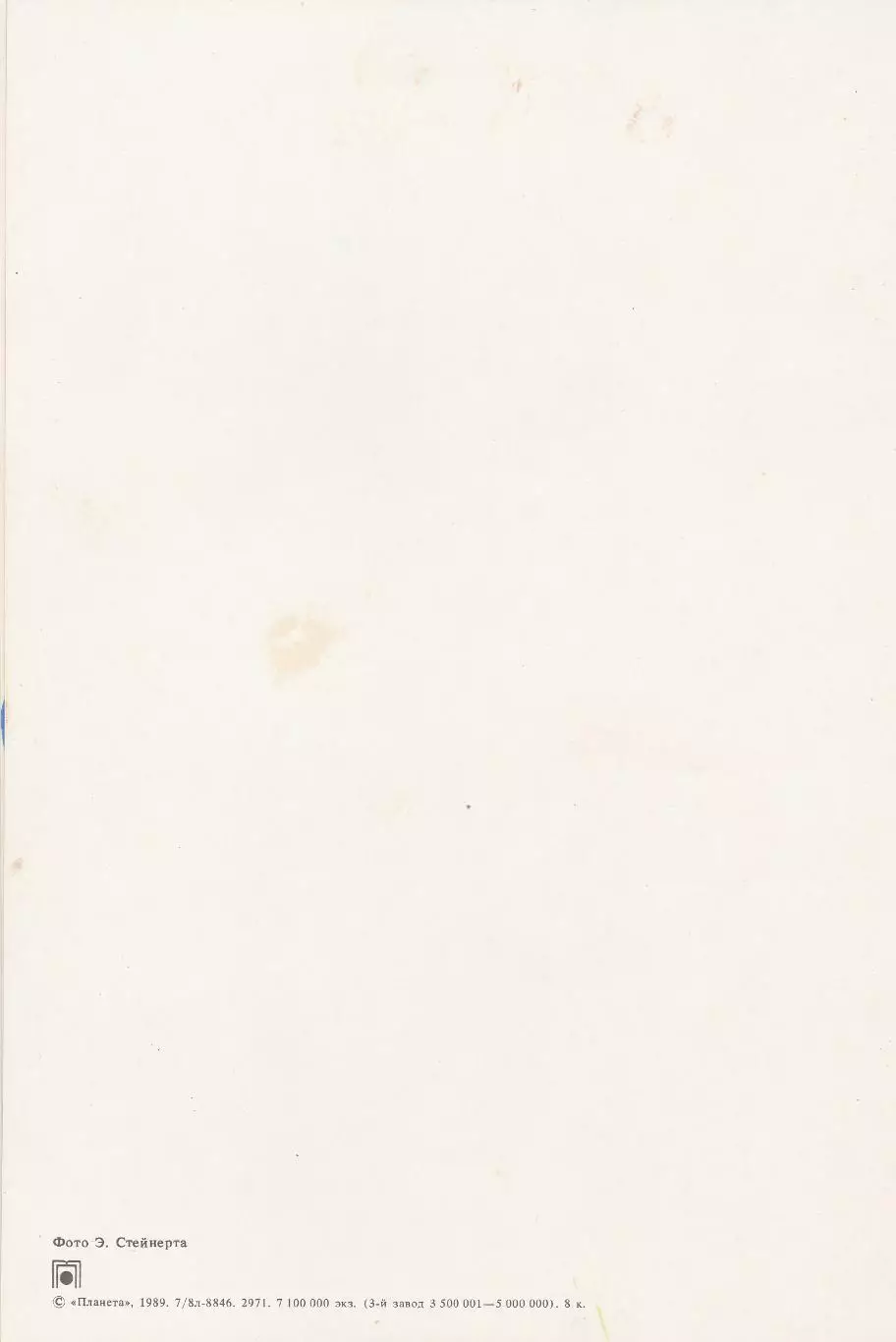 Цветы. Ромашки. 2