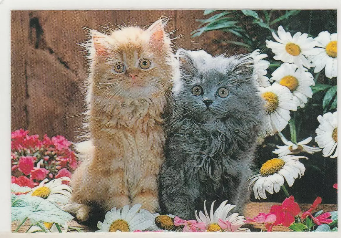 Календарик 1988 г. Котята. Пластик.