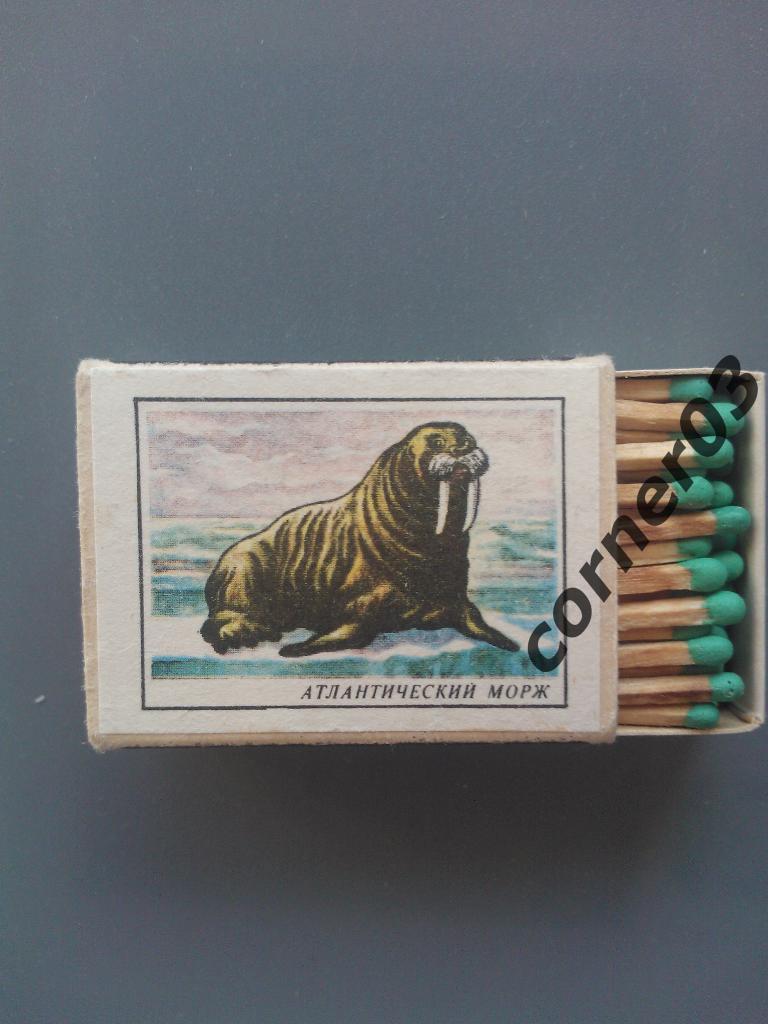 Спички из СССР, зеленые, Атлантический морж из серии Красная книга СССР