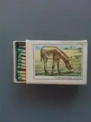 Спички из СССР, зеленые, Туркменский кулан из серии Красная книга СССР