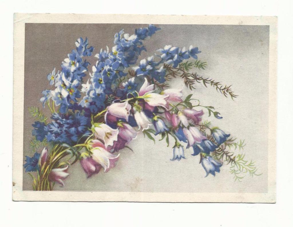 Открытка №22. 1954 год. Полевые цветы.