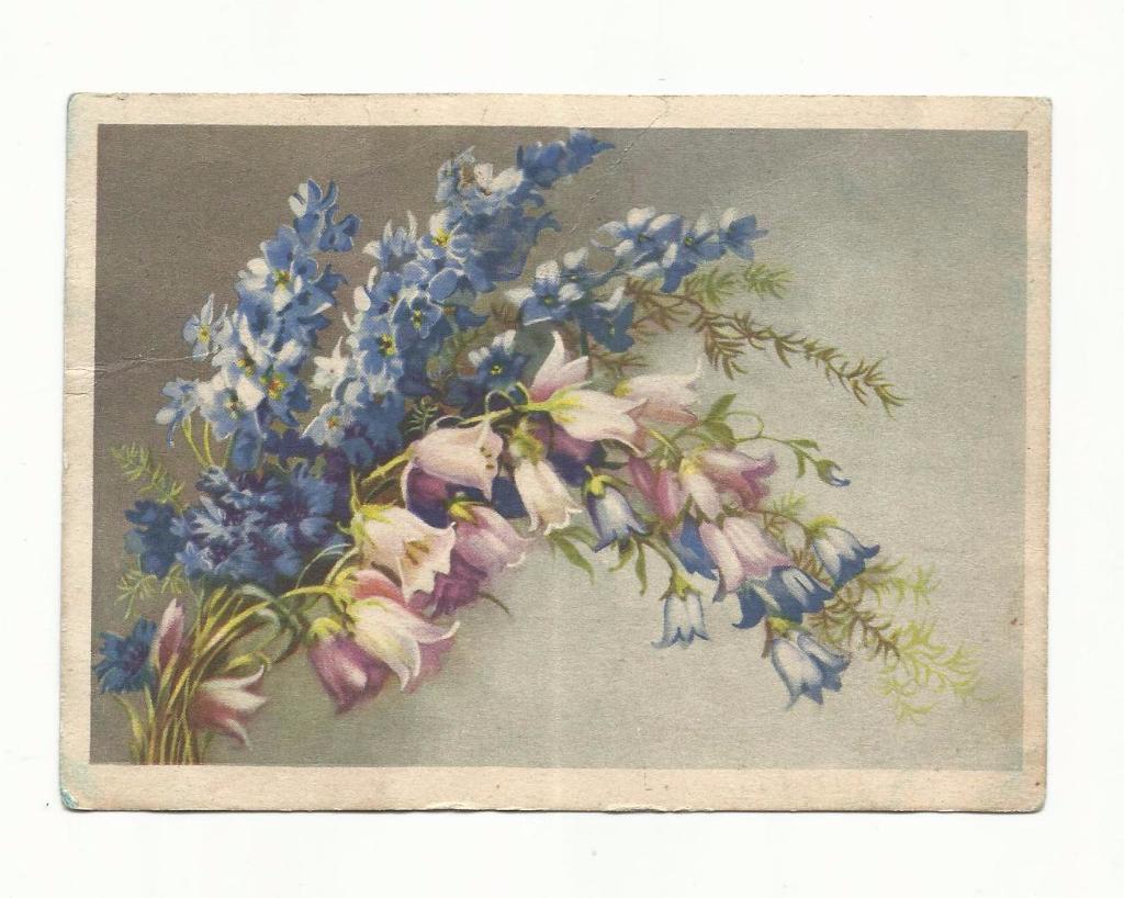 Открытка №26. 1954 год. Полевые цветы.