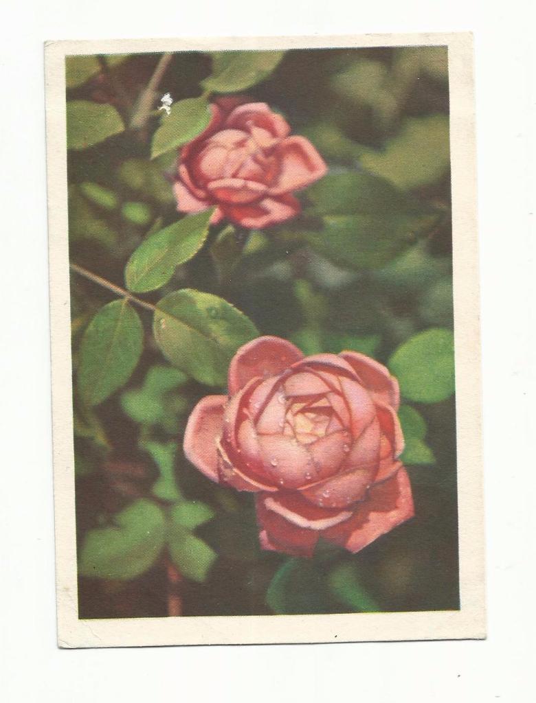 Открытка №38. 1959 год. Розы.