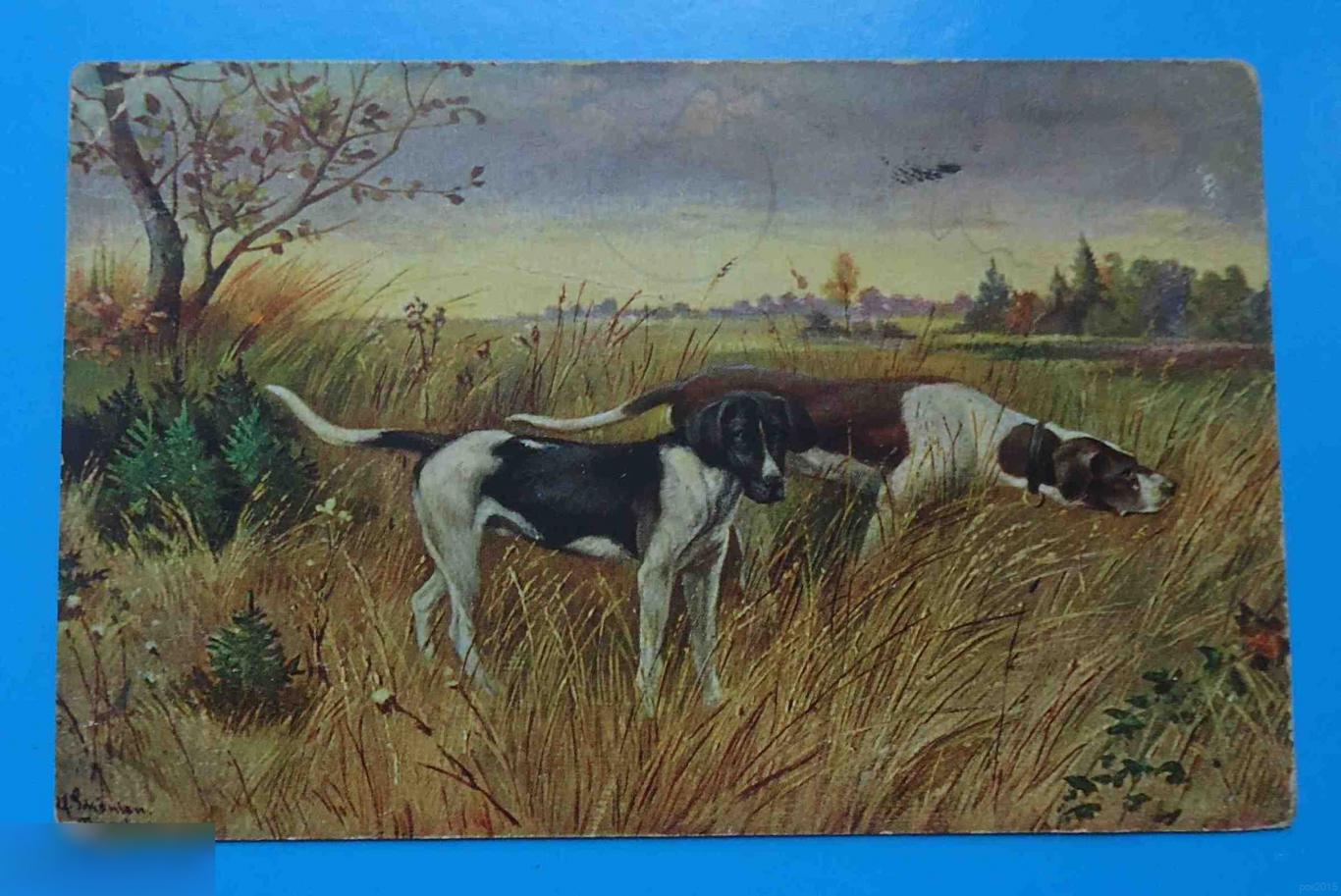 Открытка Собаки на охоте Иностранная 1961 Пойнтер чистая
