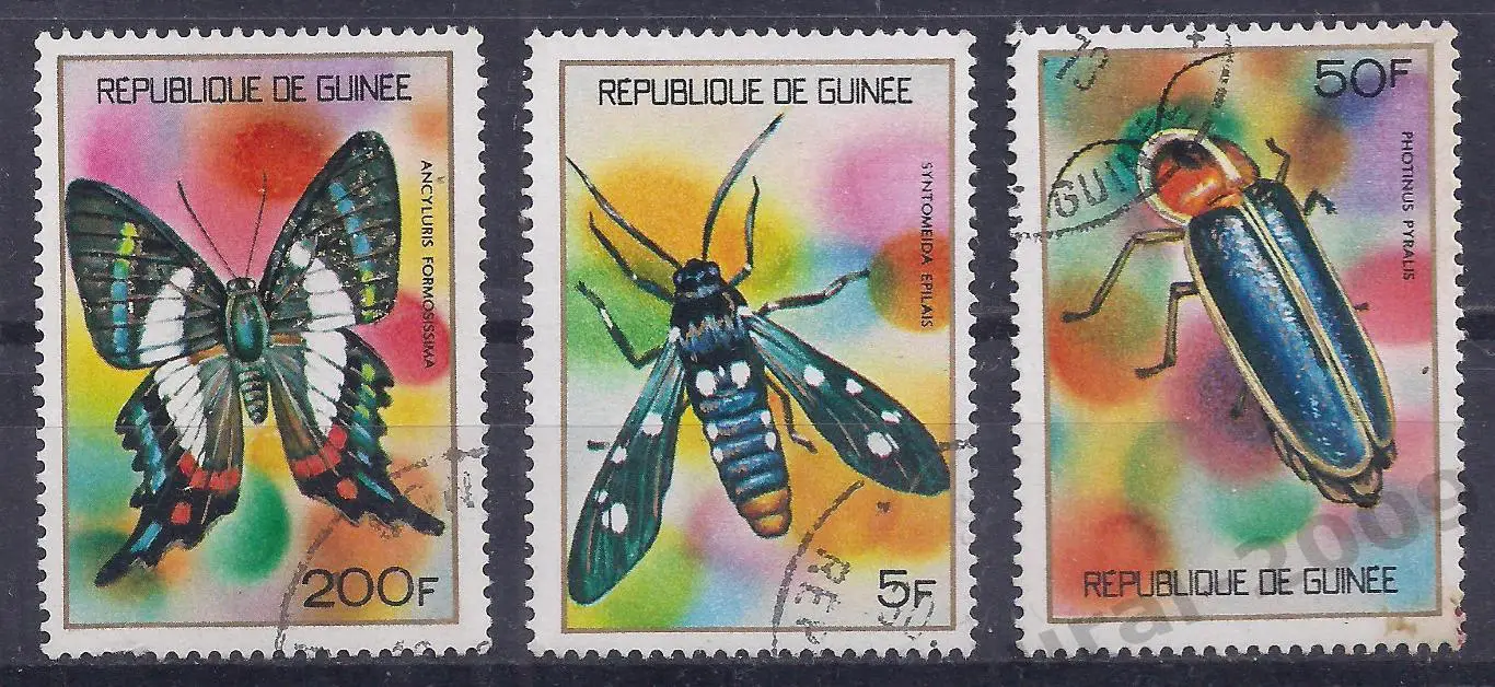 Гвинея,фауна, насекомые одним лотом. (Б-2).