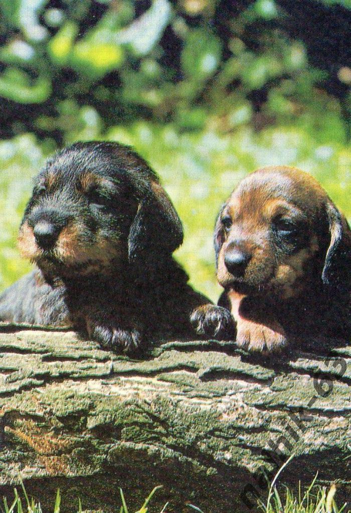 Календарик Собаки 1996 год