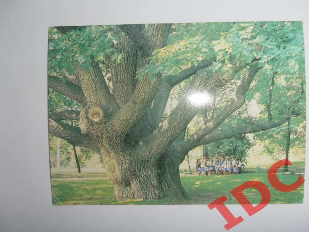 Запорожье.700-летний дуб 1986