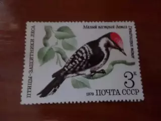 марки СССР фауна Птицы Защитники леса 1979 г негаш.