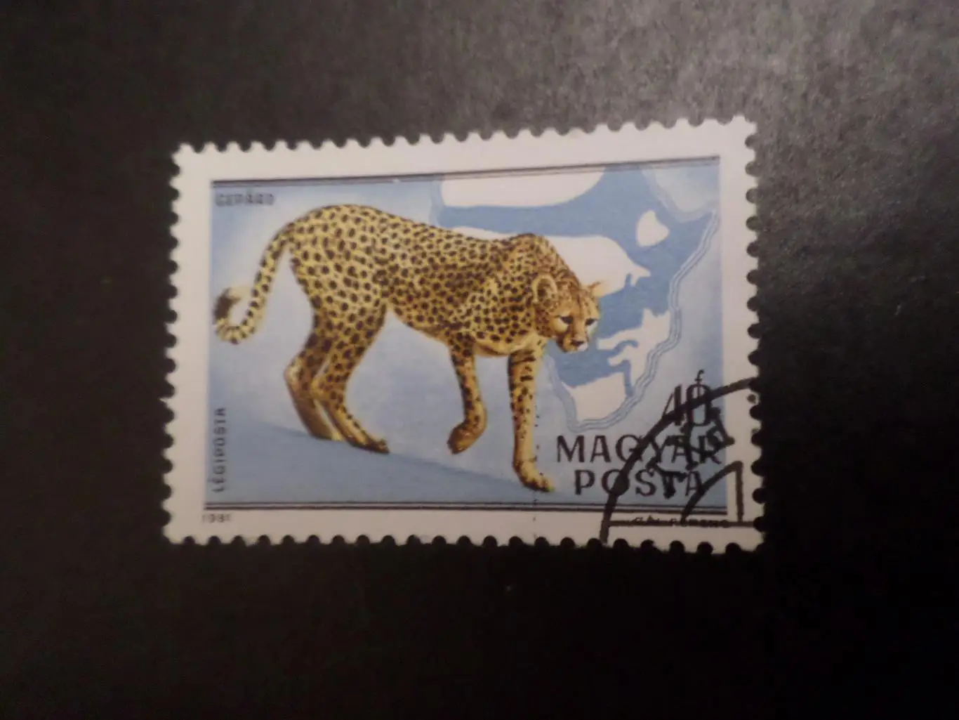 марки Венгрия фауна Гепард 1981 г